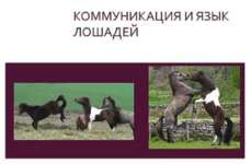 [Антонина Шевченко] Коммуникация и язык лошадей (2013).png