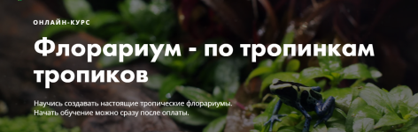 onlajn-shkola-mir-za-steklom-florarium-po-tropinkam-tropikov-2019.png
