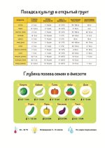 Склерозник огородника зеленый (на кольцах) 2.jpg