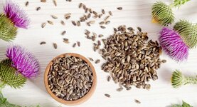 Расторопша полезные свойства для здоровья печени, сердца и почек.jpg