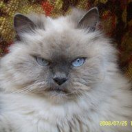 Vasiliy