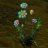 blindweed